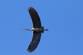 Heron cendre-06